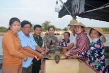 Thả rùa quý hiếm nặng 45 kg về môi trường tự nhiên