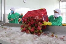 Kiến nghị giảm tiền điện cho nhà máy chế biến thanh long vì Covid-19