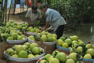 Cận Tết bưởi Năm Roi sốt giá