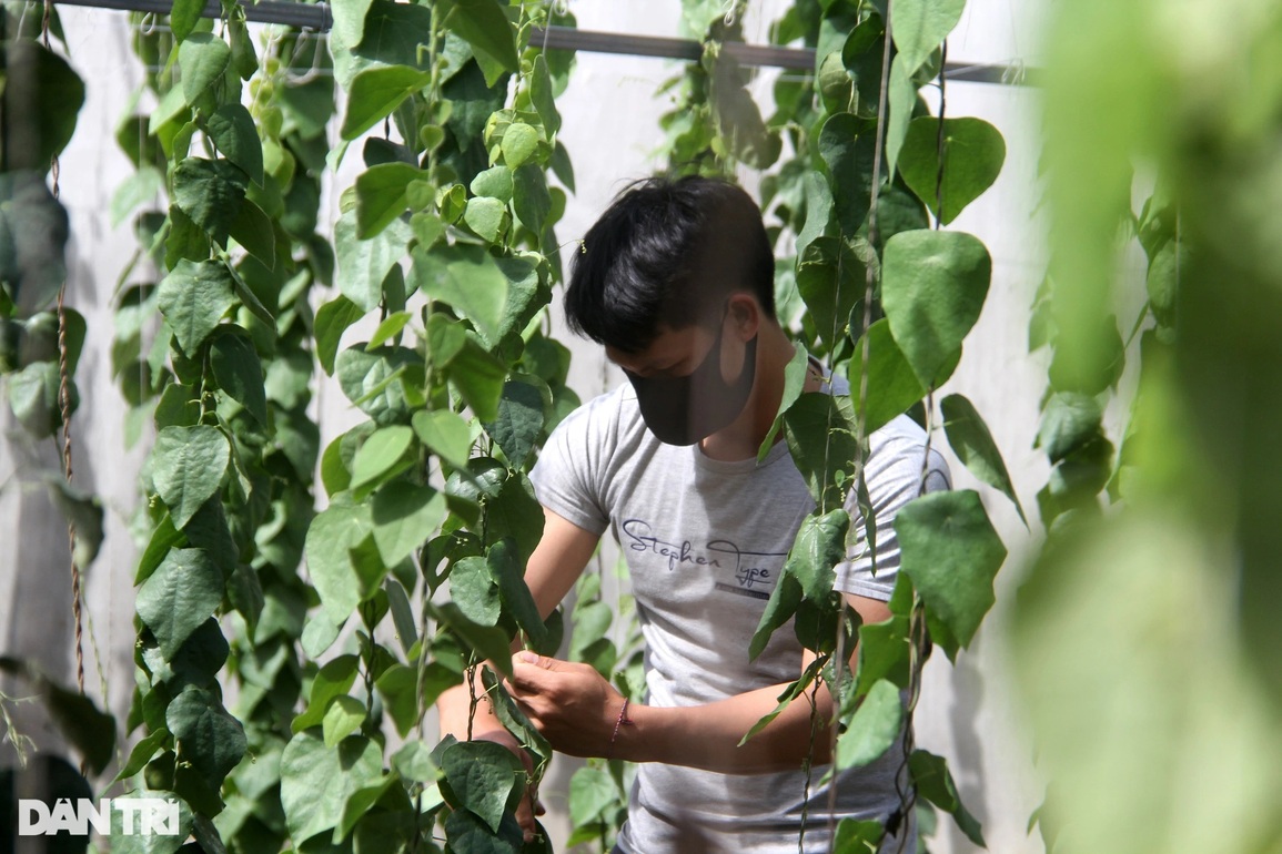 Trồng loài cây hoang dại, nhà nông cao nguyên hái tiền triệu mỗi tháng - 2 Trồng loài cây hoang dại, nhà nông cao nguyên hái tiền triệu mỗi tháng - 2