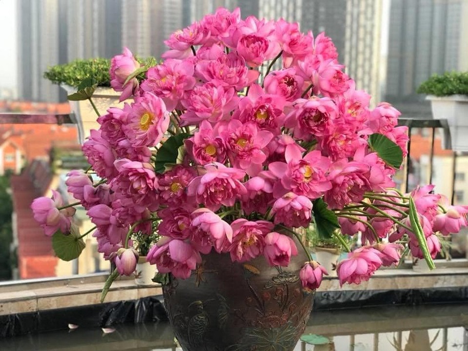 Mùa của những người yêu sen - 4 Mùa của những người yêu sen - 4