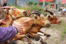 Ninh Bình: Kiếm tiền triệu trong ngày nhờ bán thịt dê