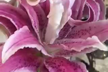 Dân Việt đang tìm mua hoa ly kép về chưng Tết dù giá đắt đỏ.