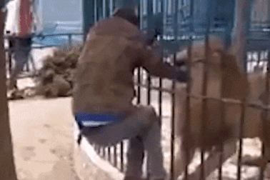 Clip: Sư tử ngoạm tay hướng dẫn viên du lịch “thích thể hiện”