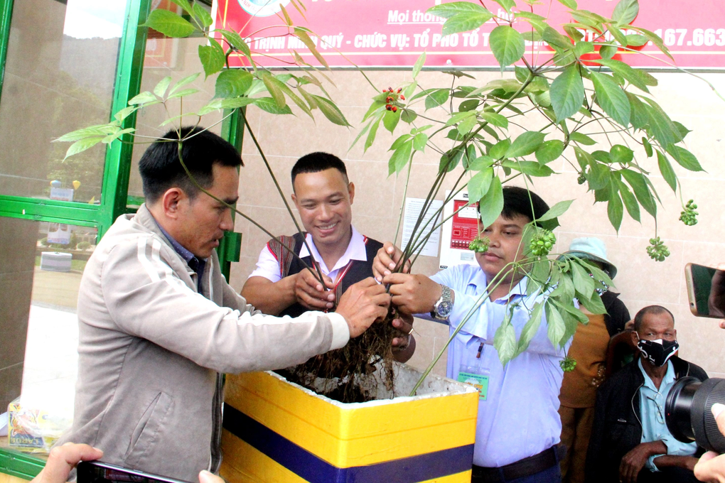 Củ sâm Ngọc Linh khủng 20 tuổi được rao bán với giá gần 1 tỷ đồng - 2 Củ sâm Ngọc Linh khủng 20 tuổi được rao bán với giá gần 1 tỷ đồng - 2