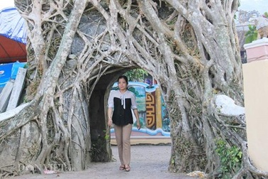 Đẹp kỳ lạ cây đa lá lệch 3 tầng