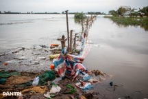 Vỡ đê bao, hàng trăm ha lúa ở Đồng Tháp bị ngập sâu trong nước lũ