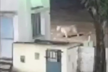 Người đàn ông đối mặt sư tử trong đêm và cái kết