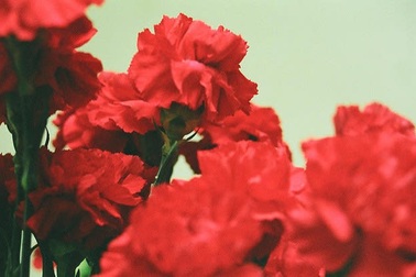 Trắc nghiệm: Bạn có biết tên các loài hoa trong tiếng Anh?