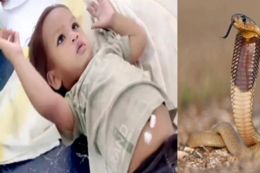 Bé trai 2 tuổi cắn chết rắn hổ mang và may mắn sống sót