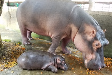 Lần đầu tiên Đồng Nai có Hà mã con được sinh ra hoàn toàn tự nhiên