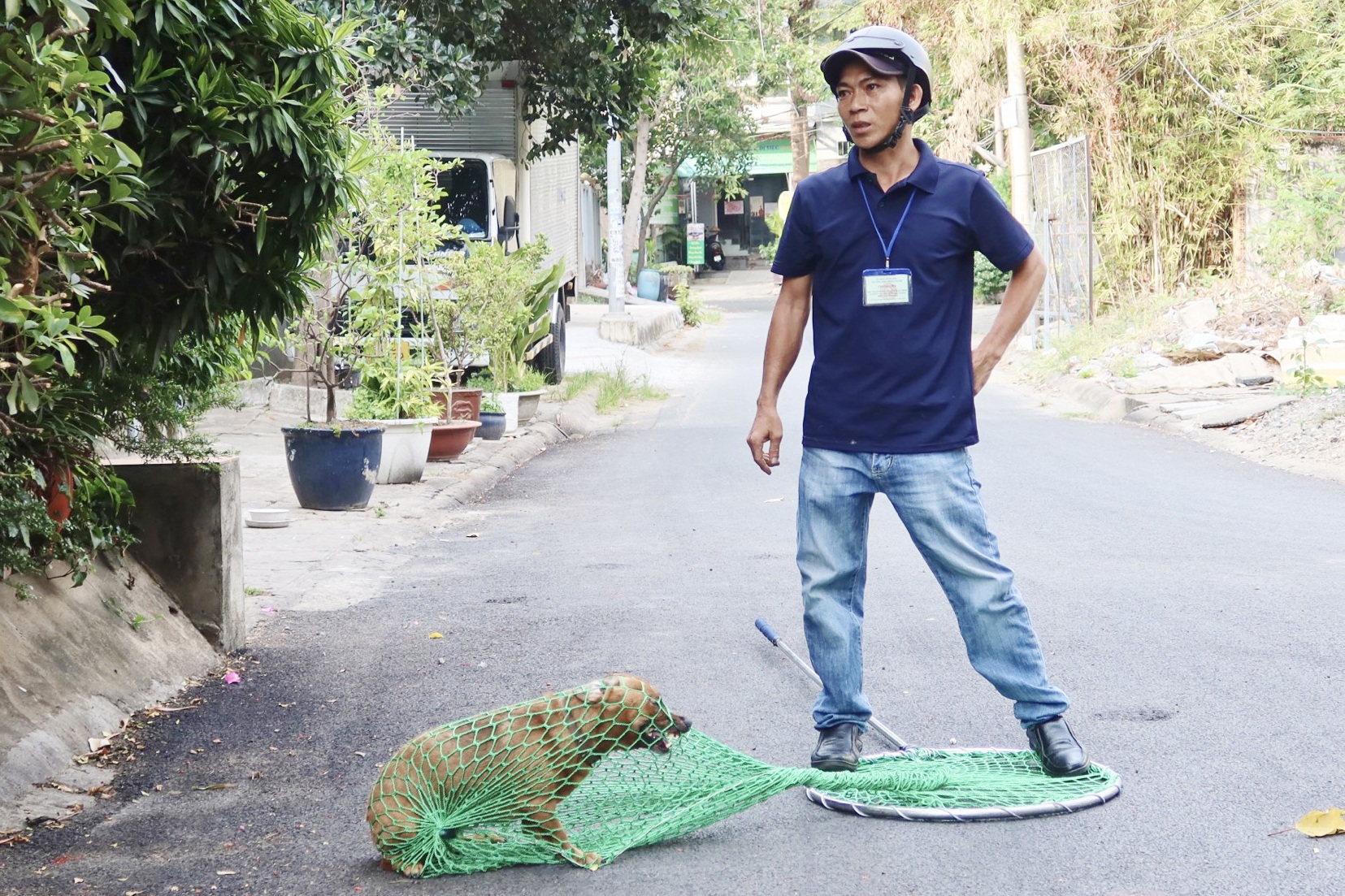 Nhiều người gặp nạn vì chó mèo thả rông ở TPHCM