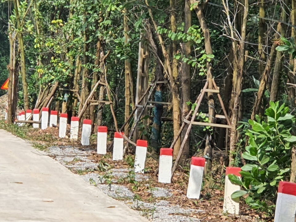 Kỳ lạ hàng trăm cây hoa ban tiền tỉ vô chủ trồng ven đường - 5 Kỳ lạ hàng trăm cây hoa ban tiền tỉ vô chủ trồng ven đường - 5