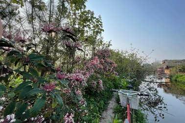 Khu vườn rộng 50.000 m2, chứa hàng nghìn cây quý của người phụ nữ Hà Nội