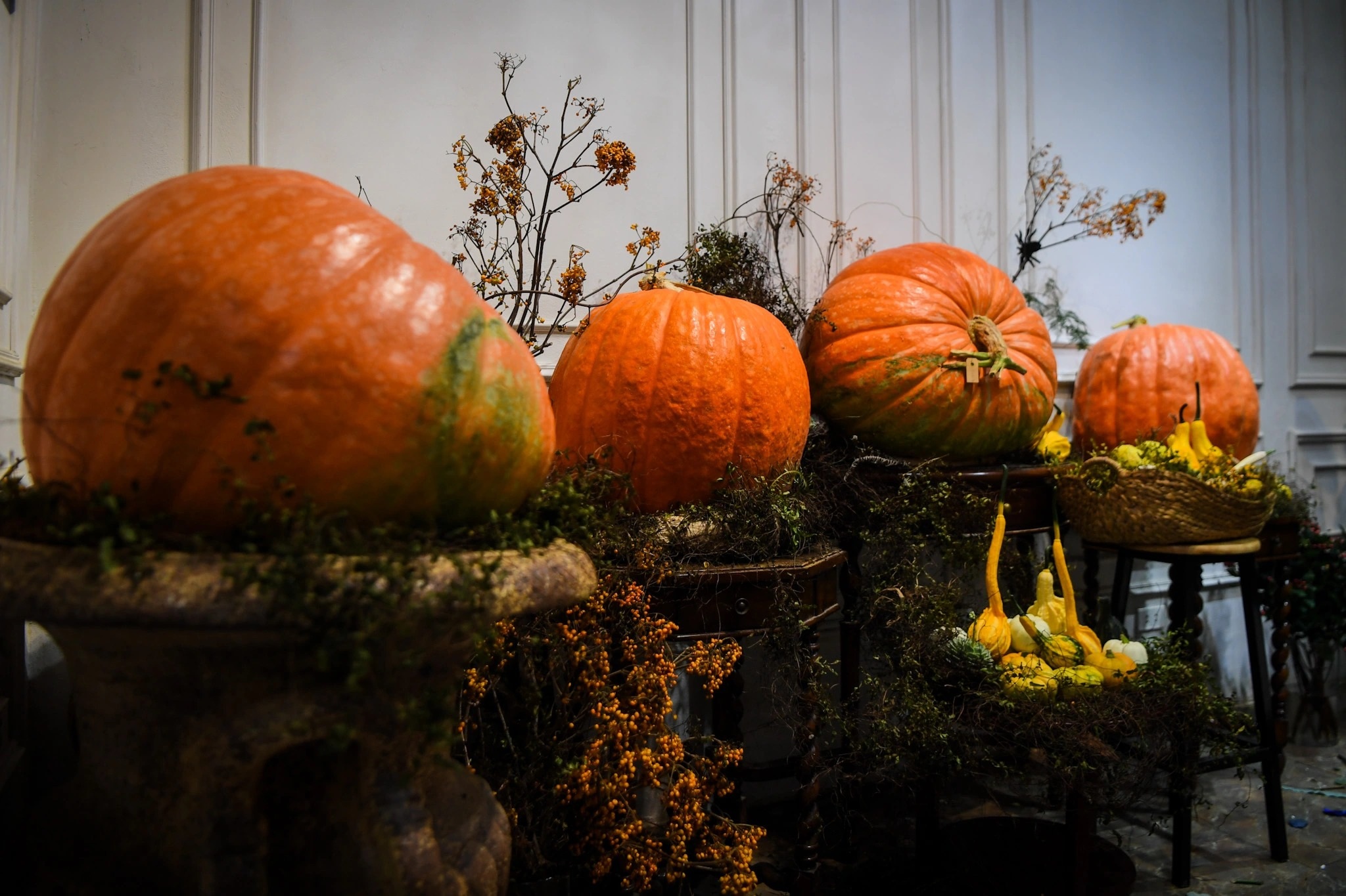 Người Hà Nội chi hàng chục triệu đồng sắm bí ngô khổng lồ chơi Halloween - 2 Người Hà Nội chi hàng chục triệu đồng sắm bí ngô khổng lồ chơi Halloween - 2