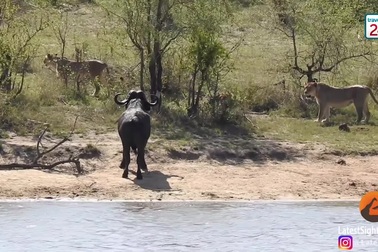 Kẹt giữa vòng vây của sư tử và cá sấu, trâu rừng vẫn sống sót thần kỳ