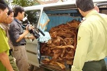 Kỷ luật thêm 14 kiểm lâm liên quan vụ đốn hạ 3 cây sưa trăm tỉ