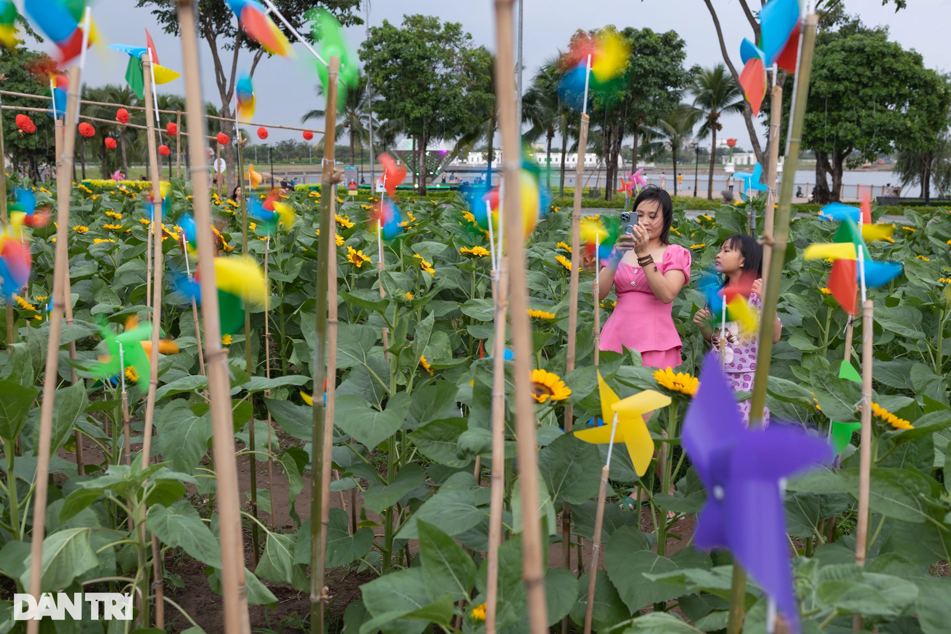 Người dân đổ xô đến check-in vườn hoa hướng dương lớn nhất TPHCM - 13 Người dân đổ xô đến check-in vườn hoa hướng dương lớn nhất TPHCM - 13