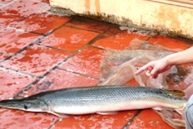 Tát ao làng bắt được cá "lạ" giống cá sấu