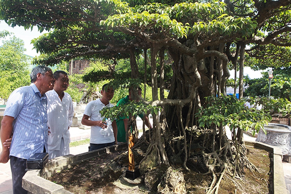 Đại gia Hà Nội làm dậy sóng” làng cây cảnh khi chi 24 tỷ đồng mua 2 cây sanh - 5 Đại gia Hà Nội làm dậy sóng” làng cây cảnh khi chi 24 tỷ đồng mua 2 cây sanh - 5
