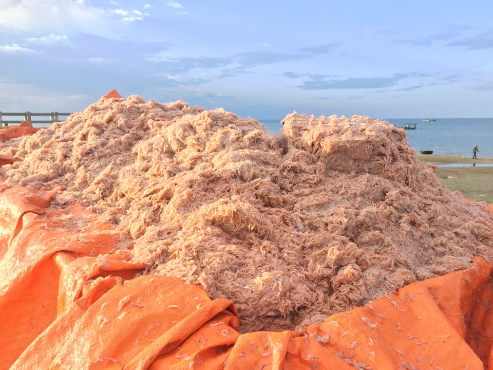 Hà Tĩnh: Ngư dân trúng mùa ruốc biển - 10 Hà Tĩnh: Ngư dân trúng mùa ruốc biển - 10