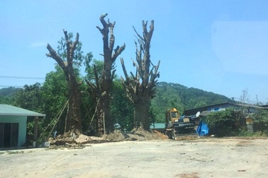 Yêu cầu chủ cây “quái thú” làm việc với chính quyền để cam kết an toàn