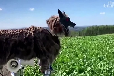 Nhật Bản sử dụng sói robot để xua đuổi và ngăn chặn gấu tấn công con người