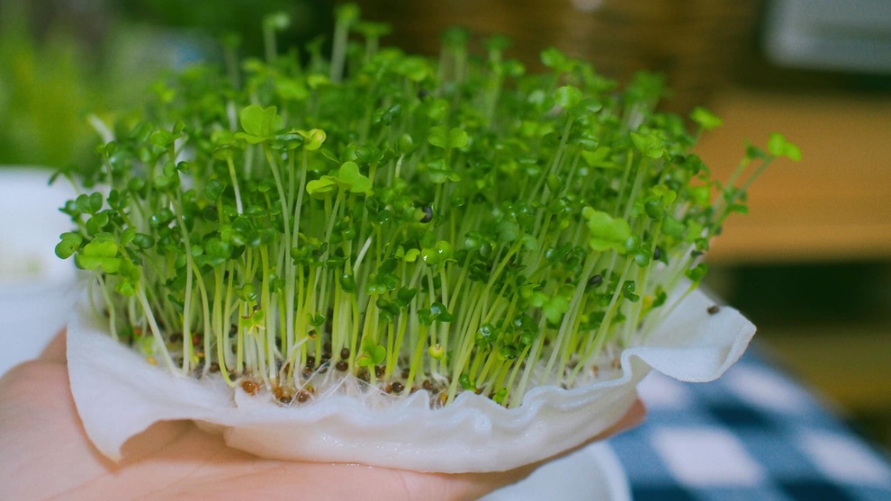 Mẹ Việt ở Nhật bật mí cách tự trồng rau mầm đơn giản tại nhà - 5 Mẹ Việt ở Nhật bật mí cách tự trồng rau mầm đơn giản tại nhà - 5