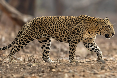 Cô gái bị báo hoa mai cắn tử vong ngay trước sân nhà