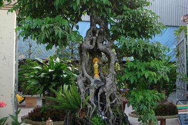 “Choáng” với cây khế trăm tuổi giá 350 triệu đồng
