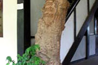 Tượng nhà mồ “rơi lệ”