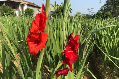 Cho hoa "ngủ đông" đợi Tết