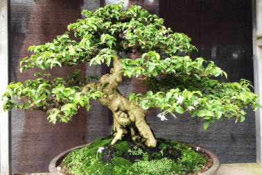 Ngắm những cây kiểng có dáng độc, lạ nhất nhì miền Tây