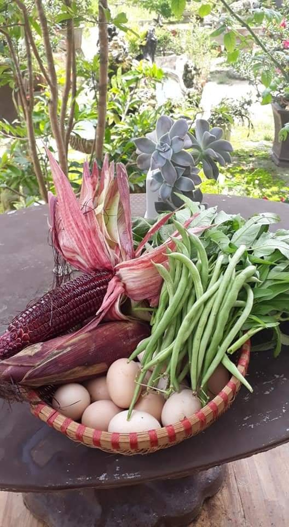 Lạc chân vào vườn 7000m2 ngập rau, hoa hồng của vợ chồng người Lâm Đồng - 3 Lạc chân vào vườn 7000m2 ngập rau, hoa hồng của vợ chồng người Lâm Đồng - 3