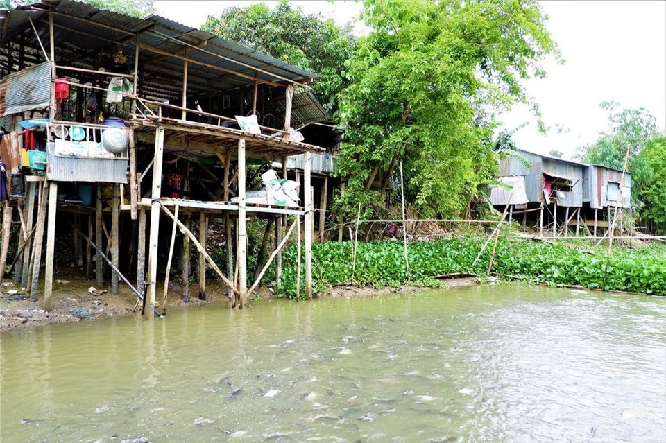 Kỳ lạ hàng ngàn con cá tra kéo đến nương nhờ nhà dân và chỉ ăn chay - 1 Kỳ lạ hàng ngàn con cá tra kéo đến nương nhờ nhà dân và chỉ ăn chay - 1