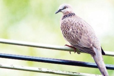 Nuôi ấp chim cu, nghề công phu nhưng thu nhập khá