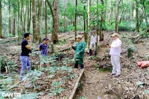 Doanh nghiệp trồng hơn 10 ha sâm Ngọc Linh... "trên giấy"