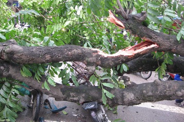 Cây đổ đè nát 2 xe máy trên phố Hàng Bài