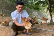 Vượt khó từ giống gà ri bản địa, chàng trai 9X kiếm gần 2 tỷ đồng mỗi năm