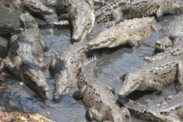 Những hòn đảo đáng sợ nhất trên thế giới