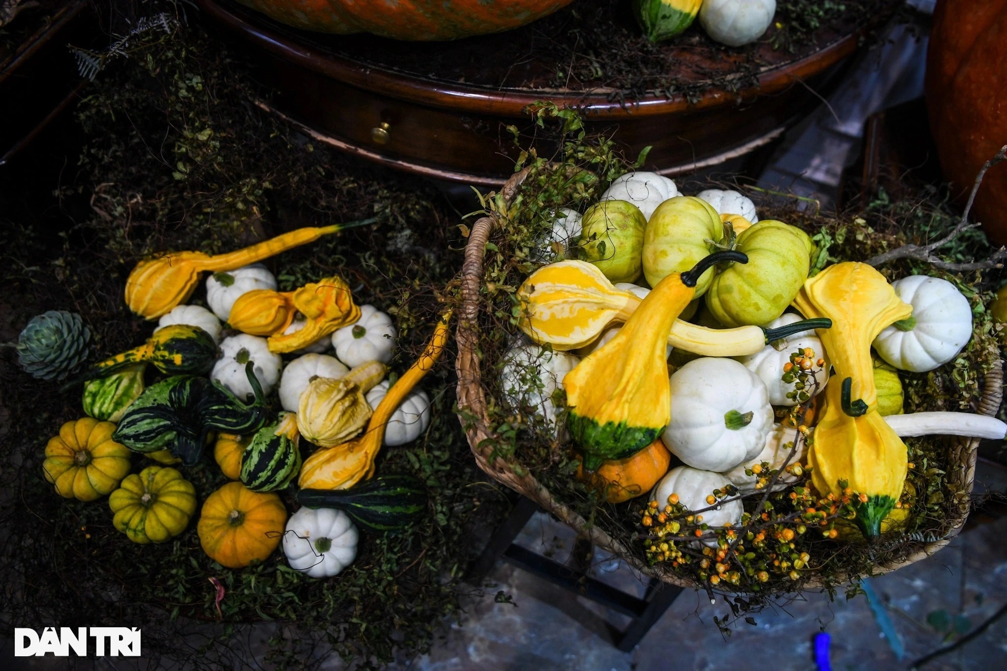 Người Hà Nội chi hàng chục triệu đồng sắm bí ngô khổng lồ chơi Halloween - 7 Người Hà Nội chi hàng chục triệu đồng sắm bí ngô khổng lồ chơi Halloween - 7