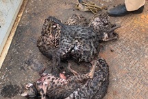 Phát hiện thanh niên săn 8 con thú nghi là mèo rừng quý hiếm