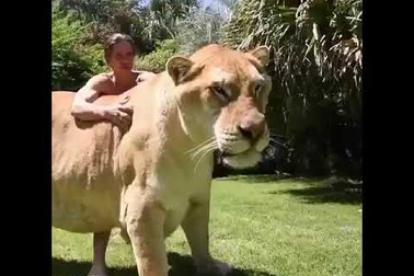 Cận cảnh "mèo khủng" có tên Hercules