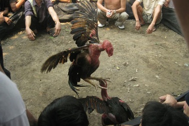 “Độ gà” tung hoành trong lễ hội làng cổ