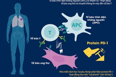 Từ giải Nobel Y học 2018, con đường nào cho bệnh nhân ung thư Việt Nam?