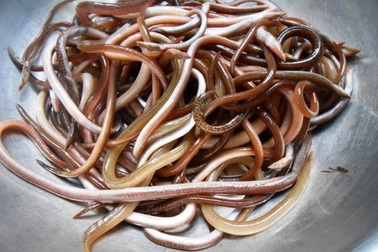 Lệch huyết Tam Giang: "Sung lắm"