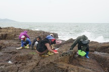 Hái "lộc biển" trên ghềnh đá, thu tiền triệu mỗi ngày