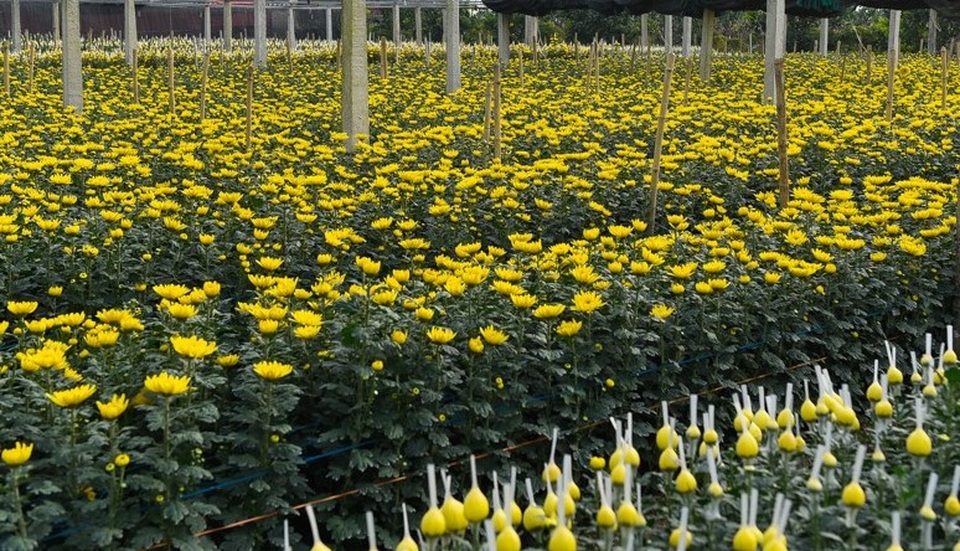 Người dân ăn ngủ cùng hoa ngày cận Tết - 1 Người dân ăn ngủ cùng hoa ngày cận Tết - 1
