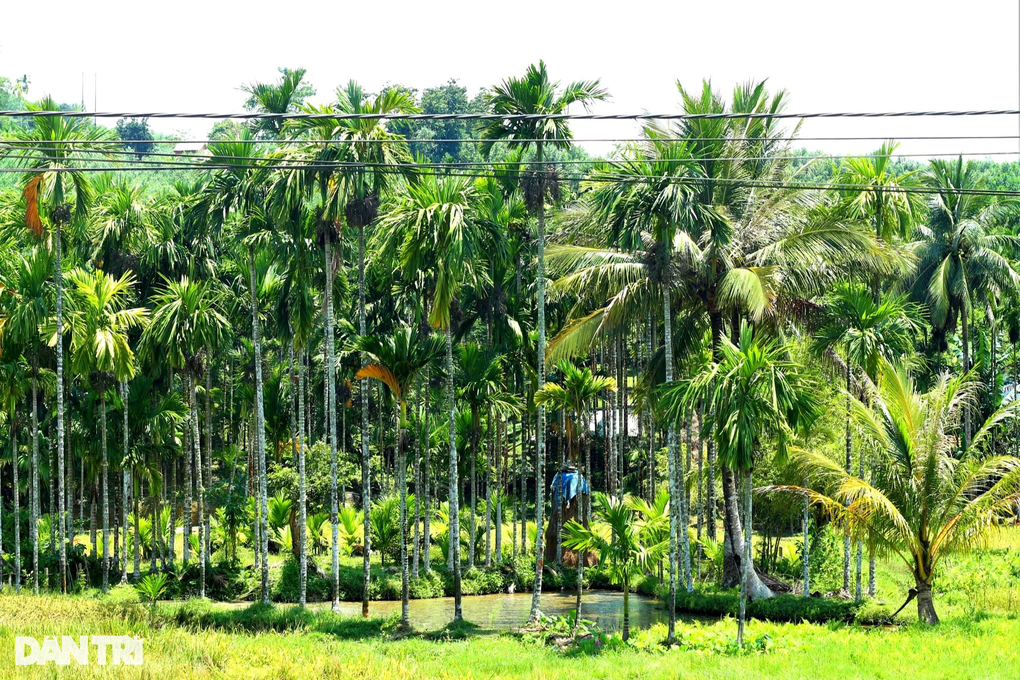 Trồng cau kín đồi, vườn đẹp tựa phim trường, nông dân đếm tiền đều tay - 3 Trồng cau kín đồi, vườn đẹp tựa phim trường, nông dân đếm tiền đều tay - 3