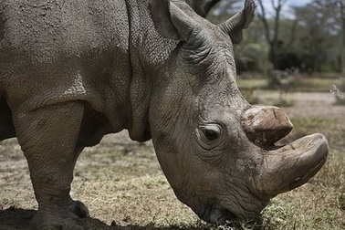 Cá thể tê giác trắng Bắc Phi đực cuối cùng trên thế giới đã qua đời